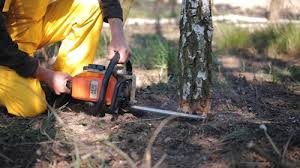 How Our Tree Care Process Works  in  St George, UT