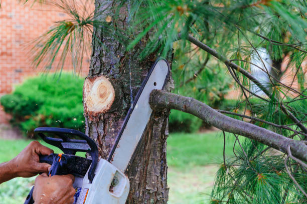 Best Tree Removal  in St George, UT